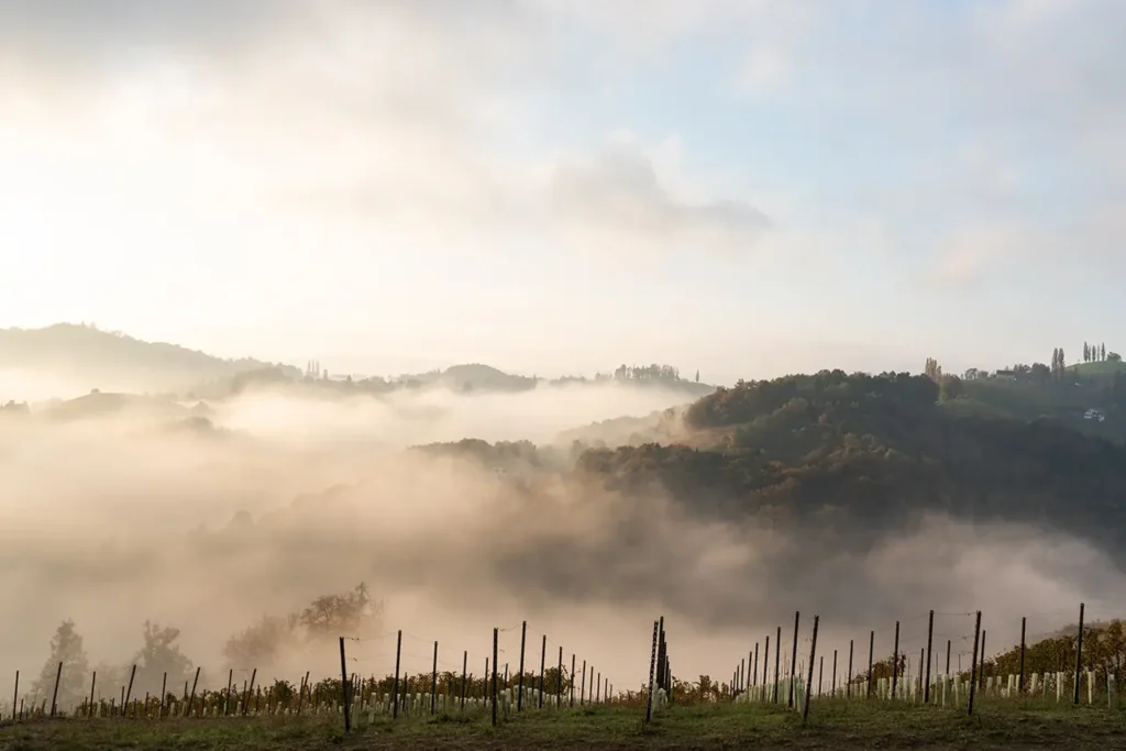 Sicht auf Nebel bedeckten Hügeln und Weingärten.